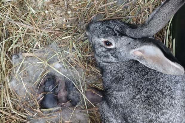 Волгоградцам показали милых крольчат родившихся в деревне Альпаково Как сообщает дирекция ЦПКиО в деревне дружелюбных животных Альпаково появились семь крольчат Малыши родились вечером 14 декабря и находятся вместе с матерью в отдельном вольере где им обеспечены комфорт и уход до тех пор пока они не смогут питаться самостоятельно Перед родами крольчиху перевели в отдельное помещение где она получила необходимое питание воду и тепло За состоянием малышей и матери следят сотрудники зоологической службы и ветеринары парка После того как крольчата окрепнут и начнут есть взрослую пищу их выпустят к остальным кроликам в общий вольер дирекция ЦПКиО
