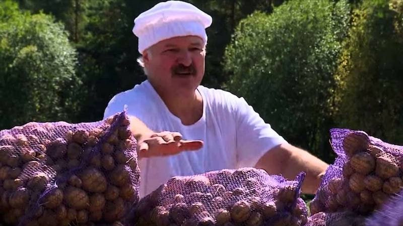 Лукашенко лишил Беларусь картофеля, пишет Politico. В 2022 году президент установил контроль цен, пытаясь сдержать инфляцию, но вместо этого сделал производство картофеля нерентабельным для фермеров. Урожай в 2024 году сократился на четверть до 3,1 млн тонн против 4,2 млн в 2023 году . Из-за контроля цен на внутреннем рынке производители начали перенаправлять картофель на российский рынок, где цены на него вдвое выше. В декабре 2024 года власти ввели лицензии на экспорт, чтобы остановить отток, но фермеры начали вывозить качественный картофель под видом испорченного.