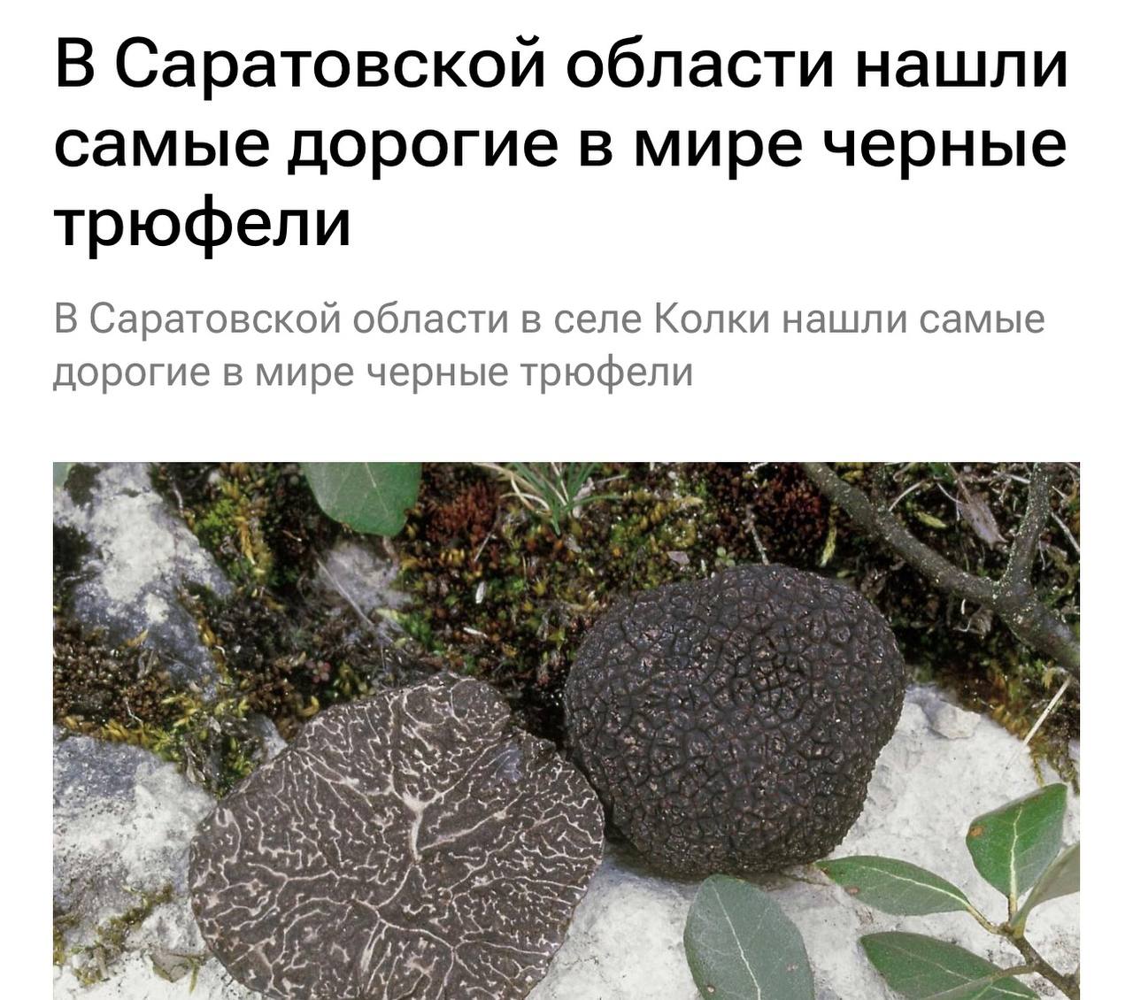 Самые дорогие в мире чёрные трюфели неожиданно нашли в Саратовской области Стоимость этих грибов может достигать 8 тыс руб за 100 граммов сообщает РИА Новости Местные жители собрали в лесу несколько десятков трюфелей Найти его непросто нужно знать конкретную поляну и раскопать выпирающие бугорки Говорят их можно определить по яркому грибному запаху пишет глава Петровского района Максим Калядин в своем Telegram канале Теперь местные жители добавляют трюфели в блюда в свежем виде или натирают на хлеб Подписывайтесь на BFM И в MAX