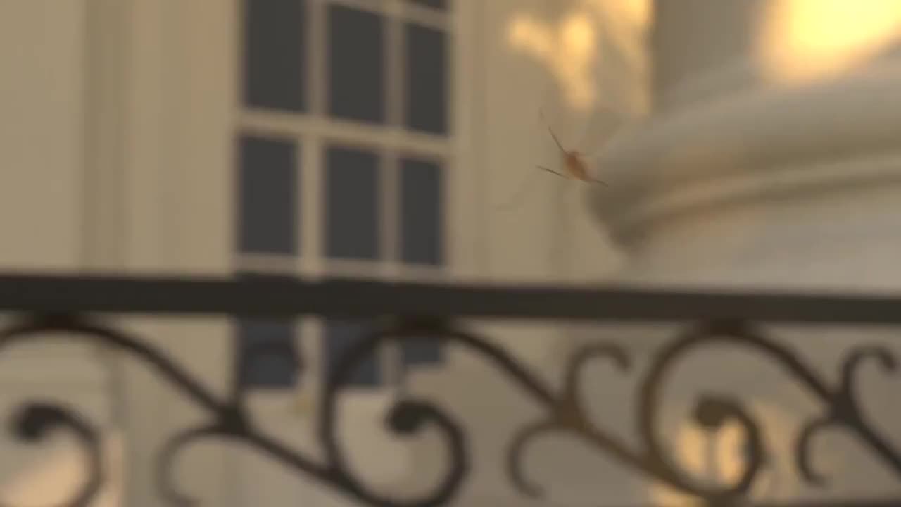 Tornyol Systems разрабатывает дронов для борьбы с комарами