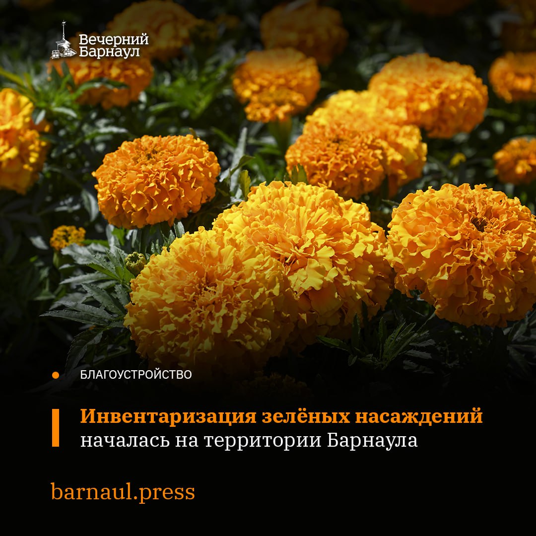 Подрядная организация ООО «Спецсервис» приступила к оценке зелёных насаждений на территории Барнаула. Сейчас их инвентаризация идёт в Ленинском и Железнодорожном районах города. Эта работа подразумевает учёт деревьев, кустов, газонов, цветочных клумб, элементов ландшафтного дизайна, а также природной растительности вдоль дорог, бордюров и прочих искусственных сооружений, а также вблизи водных объектов. В результате будет сформирован реестр городских насаждений. Подробности читайте по ссылке. Фото: «Вечерний Барнаул».