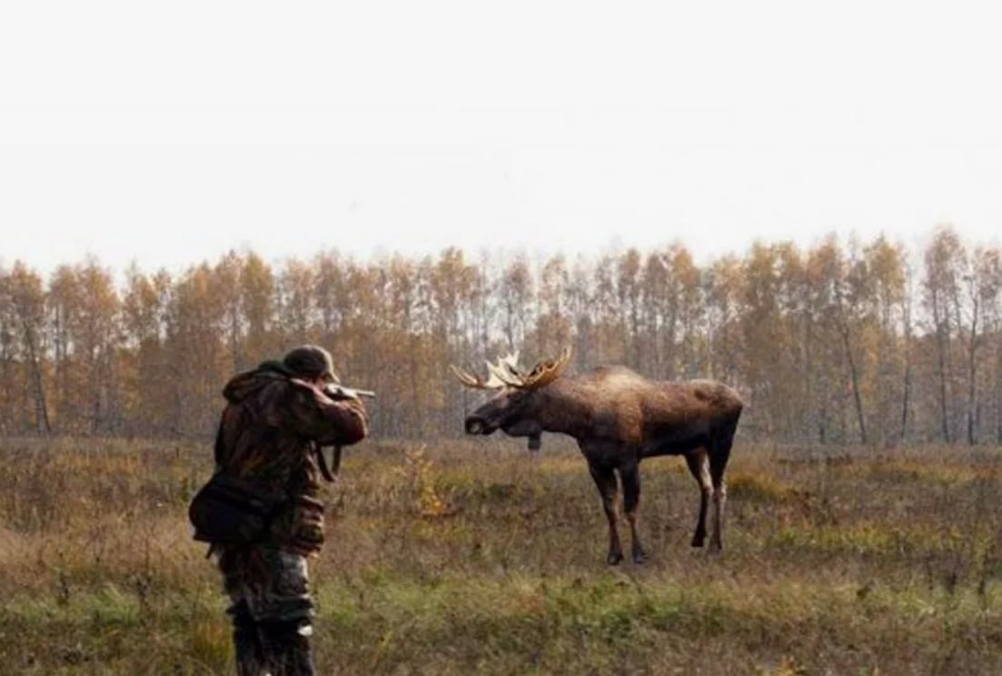 Сезон охоты на лосей открывается в Нижегородской области Он продлится с 15 сентября до 10 января 2026 года Об этом сообщили в министерстве лесного хозяйства и охраны объектов животного мира Нижегородской области Всего в этом сезоне разыграно 71 разрешение на охоту на лося Учитывая положительную динамику численности популяции лосей по данным госохотмониторинга лимиты и квоты добычи на лося на всех охотничьих угодьях на период охоты 2025 2026 гг увеличились на 178 особей отметил министр лесного хозяйства и охраны объектов животного мира Нижегородской области Роман Воробьев При незаконной добыче копытного браконьеру грозит уголовная ответственность и выплата возмещения вреда причиненного объектам животного мира в размере от 90 тыс до 400 тыс рублей за одну особь в зависимости от вида mynnovgorod