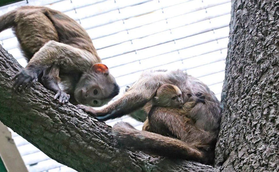 Активные москвичи выбрали имя для детеныша редкого капуцина плаксы из Московского зоопарка его назвали Норман сообщается на сайте мэра и правительства Отмечается что это имя составили из первых слогов имен родителей малыша Нори и Матроса moscow on air