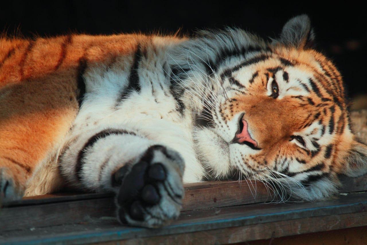 Потеря для Ленинградского зоопарка Амурский тигр Амадей ушел из жизни В октябре ему могло бы исполниться 17 лет В зоопарке он провел 16 лет своей жизни Причиной смерти стала острая сердечно сосудистая недостаточность Фото Ленинградский зоопарк