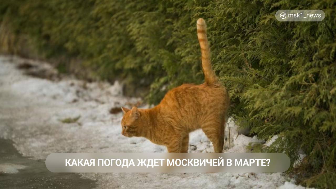 Март в Москве начнется с аномального тепла!  По словам Евгения Тишковца, ведущего специалиста центра погоды «Фобос», в понедельник, 17 февраля, в столице пройдет пик похолодания — до -15 градусов, после этого морозы начнут медленно отступать.  — Обозначится тенденция к постепенной перестройке атмосферы, ее подготовке к смене климатических сезонов и раннему наступлению весны. Март стартует с аномального тепла! — заявил Тишковец.  О том, что на смену холодам придет потепление, также сообщала главный специалист ИА «Метеоновости» Татьяна Позднякова.  Ставьте  , если уже устали носить пуховики!    Дарим Яндекс.Станцию Макс и сертификаты Ozon