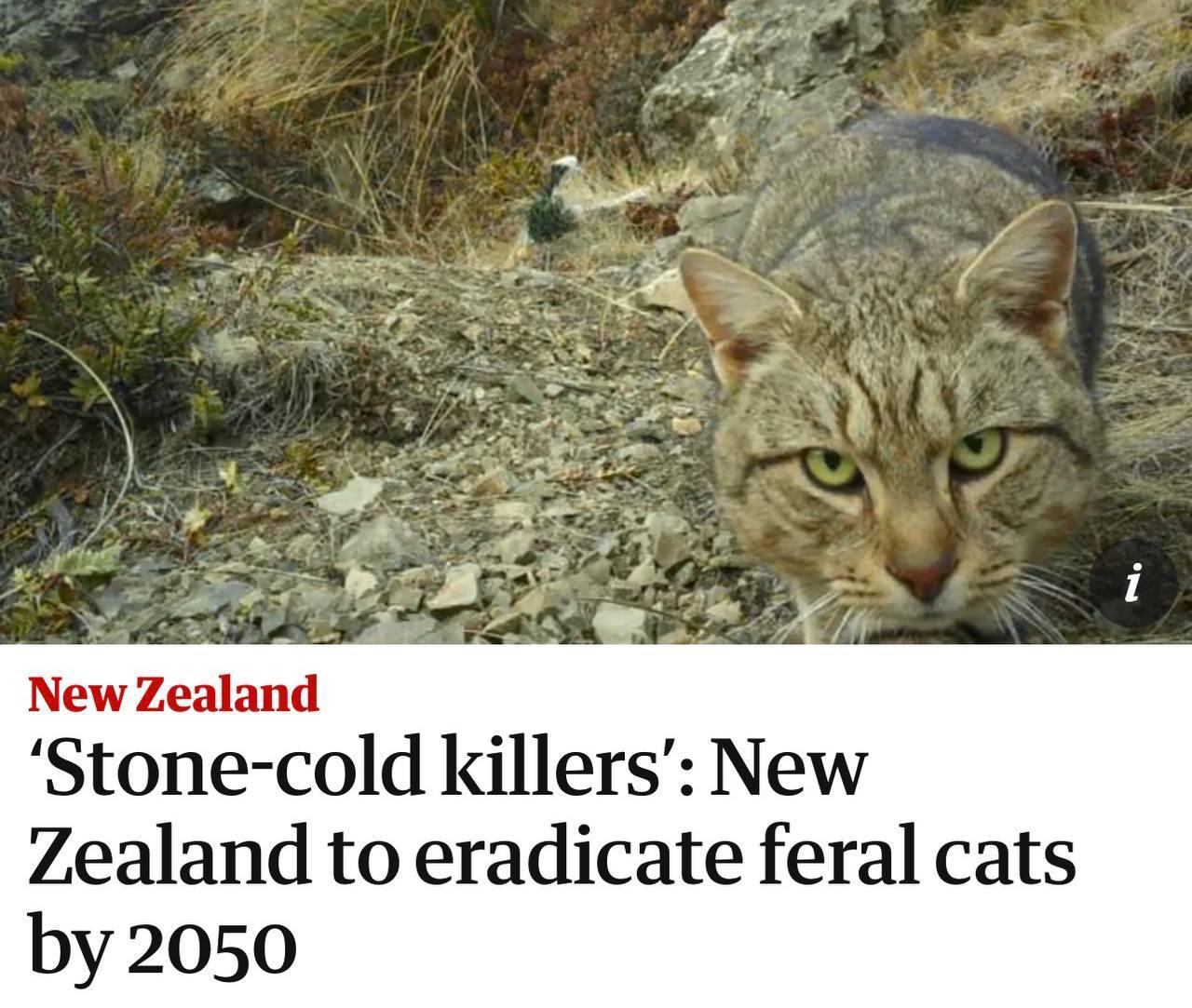 Новая Зеландия планирует уничтожить диких кошек к 2050 году добавив их в программу Predator Free 2050 национальную инициативу по избавлению от хищников вредящих экосистеме Это первый новый вид в списке с 2016 года когда туда включили крыс горностаев хорьков ласок и опоссумов Теперь страна переходит от локальной борьбы к масштабным мерам Сейчас там более 2 5 млн диких кошек и они угрожают местной фауне от редких птиц на острове Ракуира Стюарт до летучих мышей у горы Руапеху investingcorp