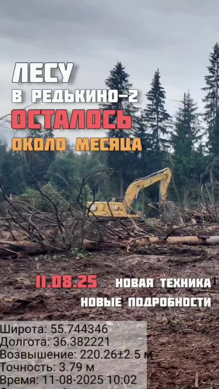 В Рузском округе началась вырубка леса для карьера, несмотря на наличие краснокнижных животных