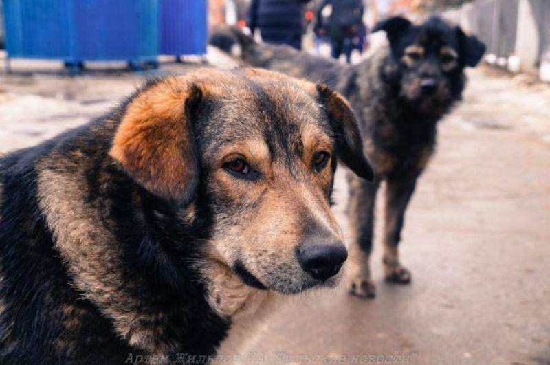 В Алексине собака покусала 5-летнюю девочку  Администрации была взыскана компенсация в сторону пострадавших - 30 тысяч рублей.