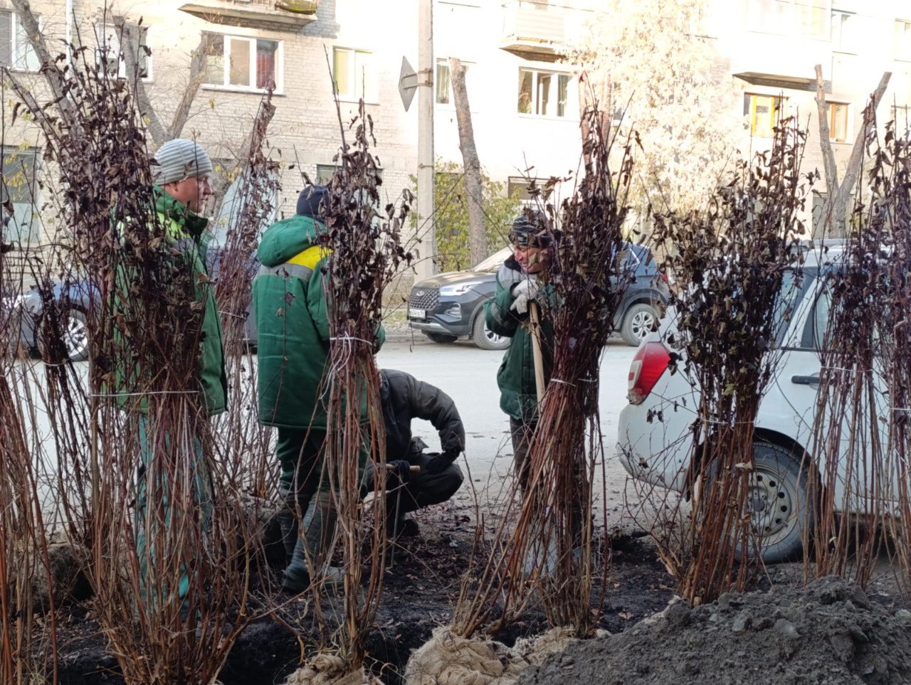 Почти 25 тысяч деревьев и кустарников высадили в Новосибирске в 2025 году В два с половиной раза перевыполнили пилотную программу озеленения В летний период 2025 года на улицах Новосибирска появились 25 тысяч новых деревьев и кустарников Участие в озеленении города приняли не только специалисты Горзеленхоза и Управления благоустройства но и активные горожане Итоги работы по пилотному проекту 10 тысяч деревьев подвели на оперативном совещании в мэрии Как доложила начальник департамента культуры спорта и молодежной политики мэрии Ксения Антонова муниципальные учреждения высадили порядка 20 тысяч деревьев и кустарников Еще около пяти тысяч высадили горожане активисты ТОСов молодежных организаций социально ответственные бизнесмены Новые деревья появились в скверах им Екатерины Филимоновой Героев Донбасса Юрия Бугакова на улицах Свердлова Орджоникидзе Красина В каждом районе обновили озеленение на значительной территории