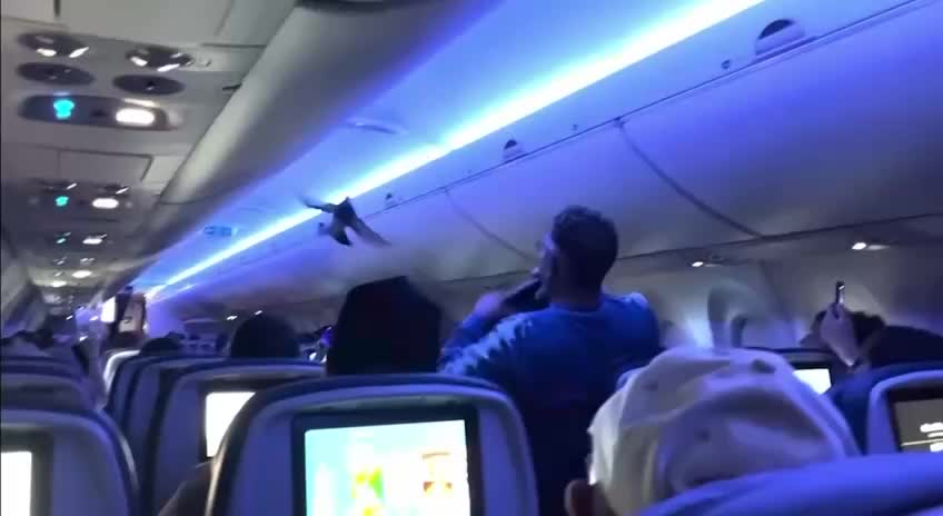 Голуби задержали рейс Delta в Миннеаполисе