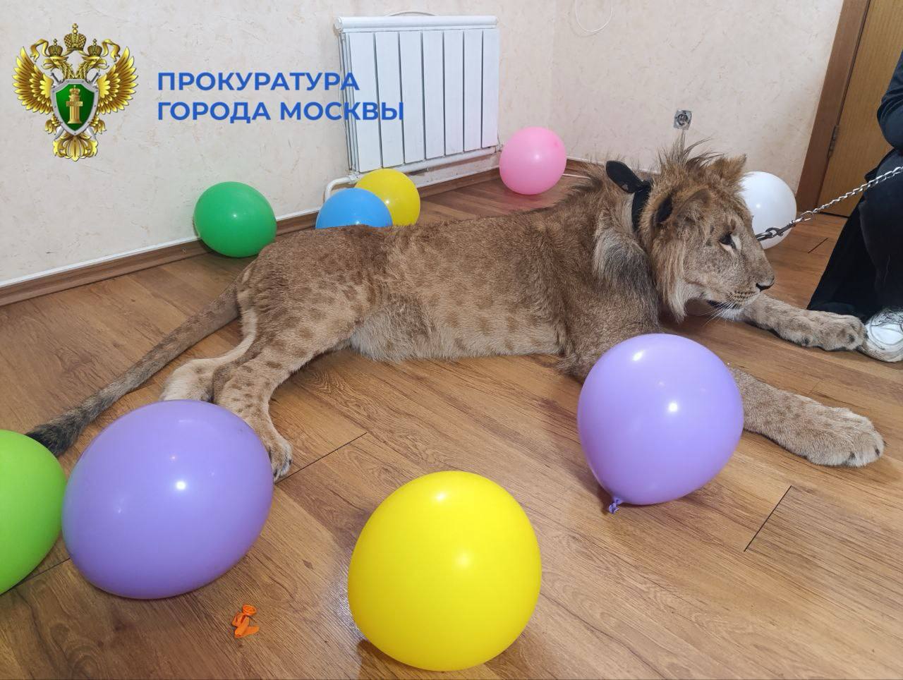 В Москве изъяли львят, которых завели для фотосессий В столице львят забрали у хозяев, которые держали их в частном доме и использовали как реквизит на фотосессиях. К предпринимателям нагрянули с проверкой после мониторинга их соцсетей, оказалось, у людей не было необходимых документов. Животные переданы в Московский зоопарк, а в отношении их владельцев возбудили административное дело. ЧП / Москва