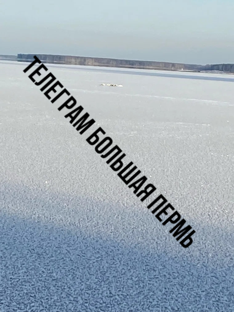 Пять лебедей примерзли ко льду в Чайковском На одном из местных водоёмов птицы оказались в ледовом плену по всей видимости примерзли и не могут сдвинуться с места Подобраться к ним опасно лед ещё недостаточно крепкий Местные жители уже начали организовывать спасательную операцию обсуждают варианты и готовы вызвать МЧС Мы также направили запрос в краевое министерство природы Подписаться Дать буст Мы в MAX