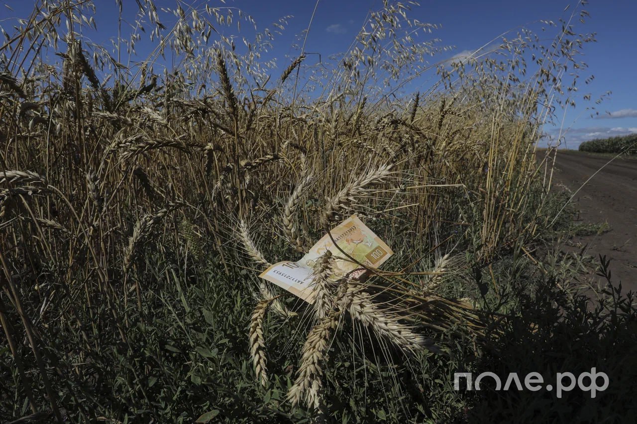 Рентабельность аграриев Ростовской области сократилась в два раза — до 8% в 2024 году. «Предприятия в 2024 году работали в условиях, когда затраты на производство росли быстрее цен реализации. Затраты в растениеводстве выросли на 53% по подсолнечнику, на 35% по зерновым культурам. Цены выросли соответственно на 28,5% и на 13%. Рост затрат в животноводстве варьировался от 1% в мясном скотоводстве до 25% в птицеводстве», – отметила замминистра сельского хозяйства региона Ольга Горбанева. По ее словам, из-за неблагоприятных погодных условий производство агропродукции снизилось на 17%. Прибыль упала в 1,7 раза — до 17 млрд рублей. Подробнее.