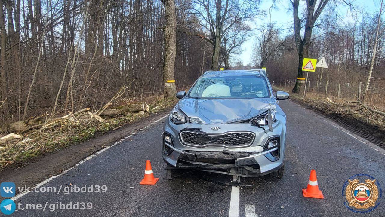 В ДТП на дороге Романово — Калининград пострадал ребёнок.  Сегодня около 9 утра «Киа» врезалась в упавшее из-за ветра дерево.   5-летний пассаж получил травмы, скорая доставила его в детскую областную больницу.     Подписаться   Прислать новости