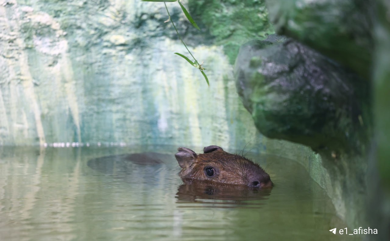 Капибарину в зоопарке всё таки привезут невесту Планы найти пару были ещё с прошлого года А еще среди новеньких будут самец белоплечего орлана и рысь Об этом пишет 66 ру Подпишись на Афишу Е1