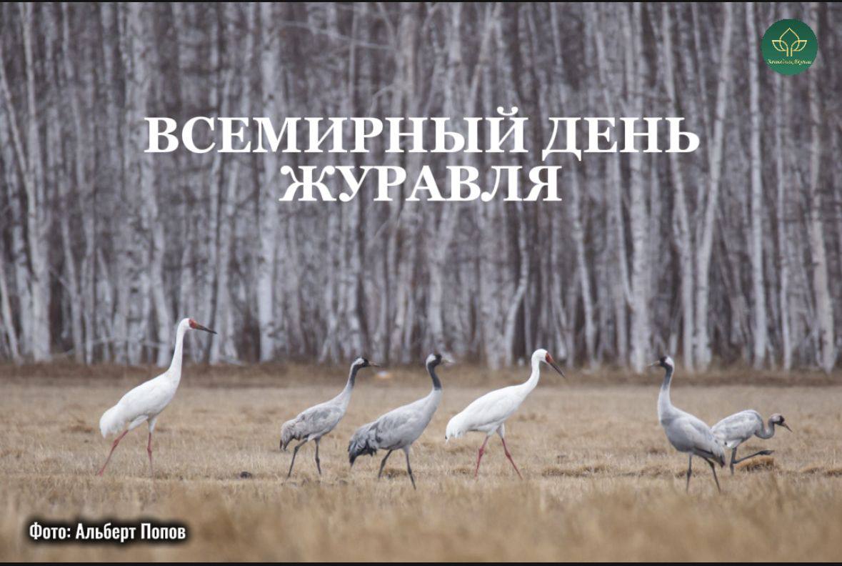 Ежегодно во второе воскресенье сентября мы отмечаем Всемирный день журавля В мире обитает всего 15 видов журавлей в России 7 а в Якутии встречаются 6 видов журавлей стерх белый журавль канадский серый черный даурский и журавль красавка Празднование Дня журавля совпадает с ежегодными учётами журавлей которые проводятся в предотлётный период В связи с чем мы напоминаем в Якутии стартовал осенний мониторинг миграции стерха  В День журавля предлагаем вам поучаствовать в орнитологической разминке и научиться различать стерха среди других видов журавлей Вашему вниманию работы участников орнитологического фотоконкурса Якутия дом птиц и волонтеров миграции стерха