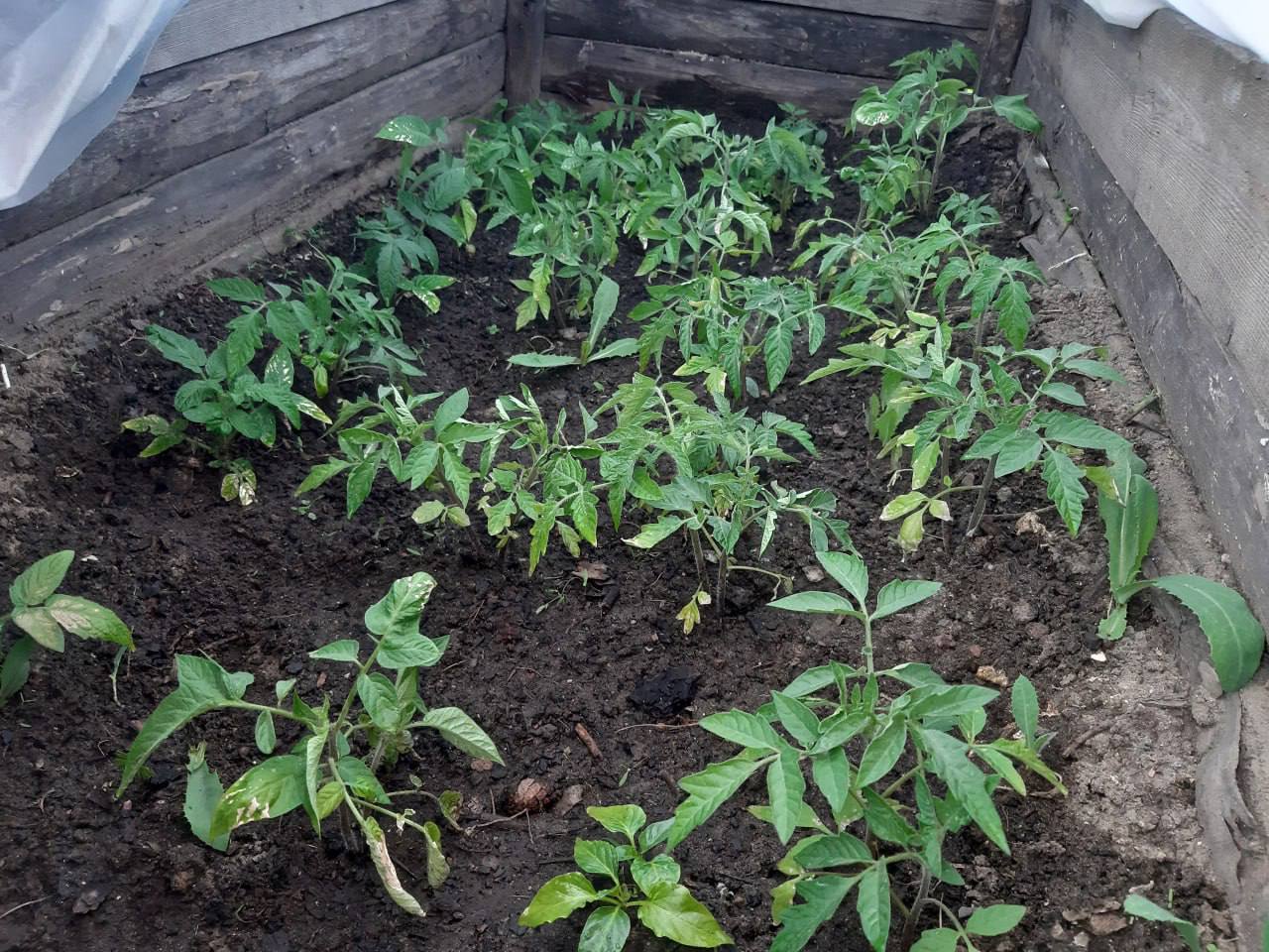 Теплицы при школах о новом проекте рассказал глава Приамурья Василий Орлов На пришкольных участках могут появиться теплицы О новой инициативе которая сейчас обсуждается рассказал губернатор Амурской области Василий Орлов в своем телеграм канале Это станет практическим продолжением наших агроклассов которые уже хорошо себя зарекомендовали отметил глава региона По словам Василия Орлова школьники смогут получить практические навыки а выращенные овощи и зелень будут использоваться в школьных столовых Губернатор поручил профильным министерствам проработать вопрос Проект может быть реализован при поддержке Министерства по развитию Дальнего Востока указал глава региона