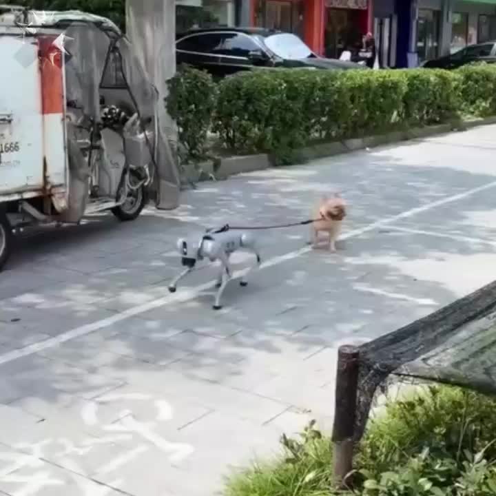 В Китае собака-робот выгуливает живую собаку