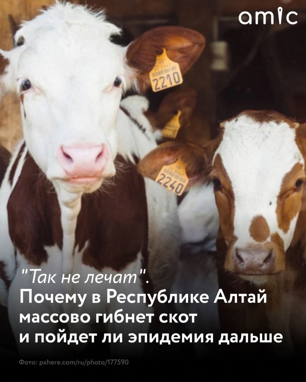 Коровы овцы и другой домашний скот в Республике Алтай перед Новым годом заразились пастереллезом инфекционным заболеванием опасным не только для животных но и для людей Свыше 1 5 тысячи единиц поголовья уже уничтожены запрещена продажа мяса из зараженного района а скот с пастбищ переместили в стойла идет тотальная вакцинация Заразиться этой инфекцией могут и другие животные например маралы находящиеся на полудиком содержании А также человек В ближайшую неделю в регионе собираются вводить режим ЧС и думают о необходимости завозить напалм на случай если болезнь перейдет в мараловодческие хозяйства Что известно об эпидемии скота в республике читайте на нашем сайте