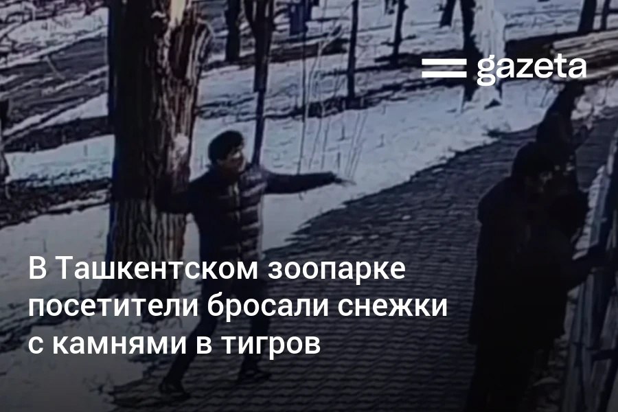 В Ташкентском зоопарке посетители бросали снежки в белого и амурского тигров Выяснилось что внутри снежков были камни Управляющий директор остановил нарушителей после чего их вывели с территории Администрация зоопарка напомнила что причинять животным вред недопустимо   www gazeta uz ru 2025 12 24 tash zoo Telegram Instagram YouTube