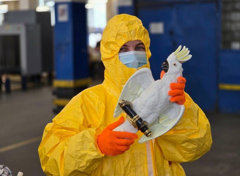 Радиоактивного попугая прислали москвичке посылкой из Германии. Уровень, излучения исходивший от фигурки попугая, превышал в 20 раз допустимую норму. Опасную фигурку попугая обнаружили при проверке таможенных отправлений: на одно из них сработала система стационарного радиоционного контроля «Янтарь». Оказалось, что на поверхности сувенира был выявлен радионуклид радий-226, а допустимая норма излучения от него превышала допустимую норму в 20 раз. Кстати, фигурка предназначалась жительнице Москвы. «Таможенники отказали в выпуске товара. Посылка возвращена в страну отправления», – сообщили в ФТС.