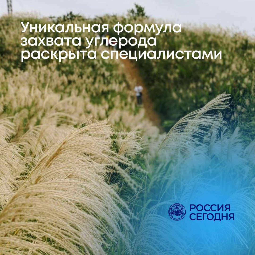 Балансировать дыхание почвы помогут мискантус и древесина берёзы выяснили биологи Специалисты карбонового полигона Урал Карбон провели опыты по выращиванию растений для карбоновых ферм Оказалось что связка мискантус биоуголь из древесины березы наилучшая комбинация для запечатывания углерода Мы взяли два типа биоуглей мелиоративные для удобрений и секвестрационные для хранения CO₂ Оценили их свойства по совокупности косвенных характеристик и проверили действительно ли они снижают дыхание почвы и экосистемы В ходе исследования выяснилось что надо добавлять в почву биоугли из древесины березы и выращивать мискантус Это самое оптимальное соотношение для запечатывания углерода рассказала завлабораторией восстановительной экологии УрФУ Анна Бетехтина По словам специалиста карбоновые фермы из высокотравных растений высотой 2 4 метра выгодны вырастили за сезон биомассу подсчитали сколько углерода она накопила затем сделали из неё биоугли и закопали в почву Таким образом можно получать эквивалент карбоновых единиц которые затем можно выставлять на бирже Исследования проводятся при поддержке Минобрнауки России в рамках Десятилетия науки и технологий Наука на Урале