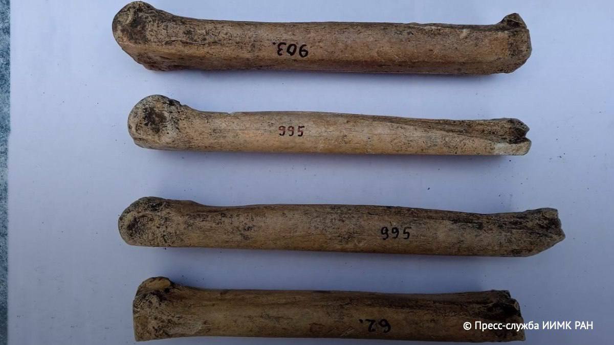 Зимняя находка костяные коньки античной эпохи обнаружили на Кубани Об этом сообщили в Лаборатории археологической технологии ИИМК РАН Предполагается что костяные полозья позволяли жителям поселений быстро пересекать на таких коньках Керченский пролив Фото ТАСС знаниевгороде