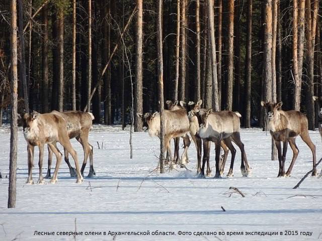 Олени из Архангельской области переедут жить в Керженский заповедник  В ноябре специалисты заповедника провели первый этап по отлову диких северных оленей на территории Шиловского государственного биологического заказника.   Там установили живоловушки-передержки – вольеры из специальной оцинкованной сетки с двумя опадающими воротами.   Сначала копытные должны будут привыкнуть к наличию рядом этого сооружения, после чего планируется начать отлов оленей.  Отлов животных в Архангельской области проводят в рамках проекта «Возвращение северного оленя в Нижегородскую область».    Подписаться   Реклама   Прислать новость