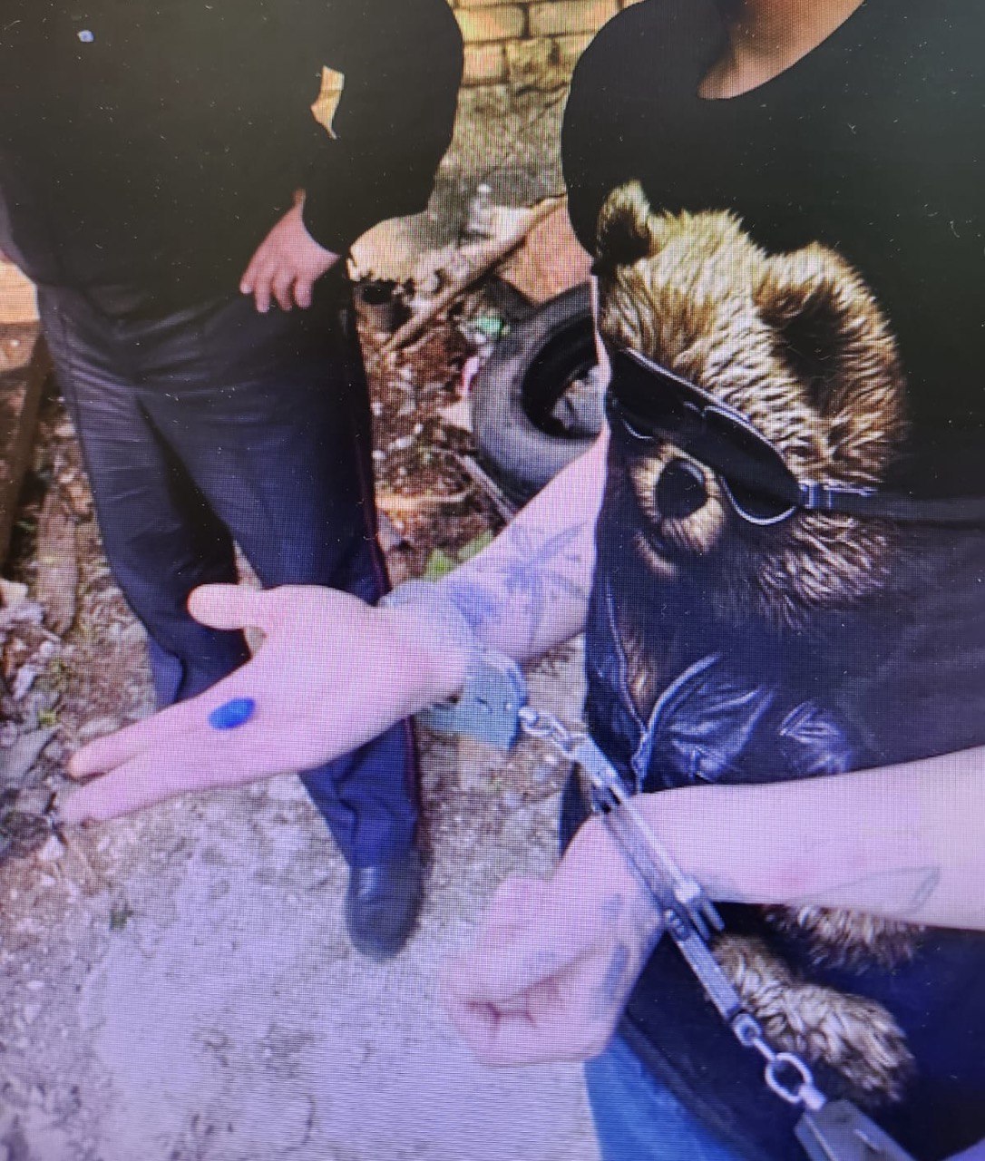 Наркоман закладчик из Архангельска может на двадцать лет присесть в тюрьму Прокуратура Архангельской области и автономного округа утвердила обвинительное заключение по уголовному делу в отношении 28 летнего жителя столицы Поморья В феврале 2025 года северянин устроился закладчиком в интернет магазин по продаже наркотиков Получив очередную партию товара он разметил его по тайникам в Октябрьском округе Архангельска Кроме того вначале марта 2025 года он вновь получил оптовую партию наркотиков массой более 100 грамм которую должен был расфасовать и разместить в тайники но был задержан сотрудниками полиции Как сообщает пресс служба областной прокуратуры обвиняемый сам является потребителем наркотических средств Вину в совершении инкриминируемых преступлений он признал Санкцией ч 4 ст 228 1 УК РФ предусмотрено наказание до 20 лет лишения свободы После вручения обвиняемому копии обвинительного заключения уголовное дело будет направлено для рассмотрения в Ломоносовский районный суд Примечательно что ранее гражданин уже был судим и отбывал наказание в местах лишения свободы Фото прокуратуры Архангельской области