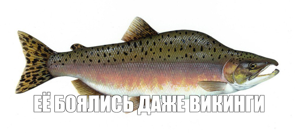 Норвегия потратит полмиллиарда рублей чтобы бороться с российской горбушей рыба так портит тамошние водоёмы что приходится подключать волонтёров и нейросеть Викинги считают горбушу настоящим плавучим оружием она вредит экосистеме рек и водоёмов Местные говорят что никто не хочет покупать её даже на котлеты выглядит отталкивающе приходится скармливать весь улов собакам В этом году норвежцы уничтожили 154 тысячи тонн такой рыбы Местные учёные создали специальные ловушки и даже подключили к ним ИИ чтобы отделять сорную российскую горбушу от благородного атлантического лосося Сражением с захватчицей занимаются волонтёры и рабочие каждому выделили почти 300 килорублей зарплаты в месяц Итого на борьбу с русским врагом страна потратила полмиллиарда рублей Сюда входит стоимость ловушек которые расставили в 50 реках ИИ и оплата труда затроллила Подписывайся на Mash в MAX