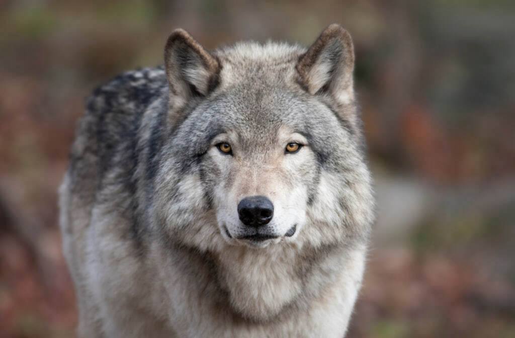 Территориальный орган Управления Роспотребнадзора по Республике Северная Осетия Алания в Моздокском районе официально опровергает сведения о случае укуса диким волком Установлено что инцидент произошел в результате получения охотником травмы при разделке туши дикого волка после чего он обратился за оказанием медицинской помощи В настоящее время пострадавший проходит курс профилактической антирабической вакцинации Важно отметить что антирабическая помощь вакцинация против бешенства населению предоставляется не только при укусах животными но и при ослюнении оцарапывании или контакте с трупами неизвестных или диких животных в том числе при их разделке