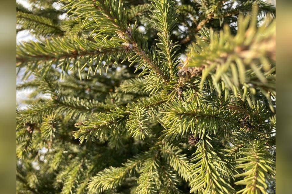 Стало известно какими игрушками украсят Ёлки Забайкалья на Театральной площади Подробности читайте   ЗДЕСЬ