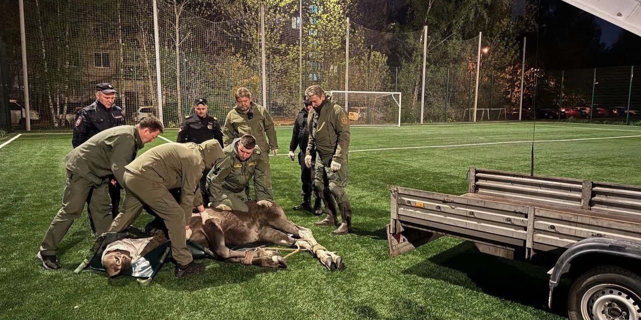 Лося, запертого на футбольном поле, усыпили и увезли в лес специалисты Рогатый узник был тяжёлым: 350 килограммов. Для его транспортировки пришлось пригнать прицеп. Повреждённые молодые рога оперативно обработали специалисты. Первый Питерский
