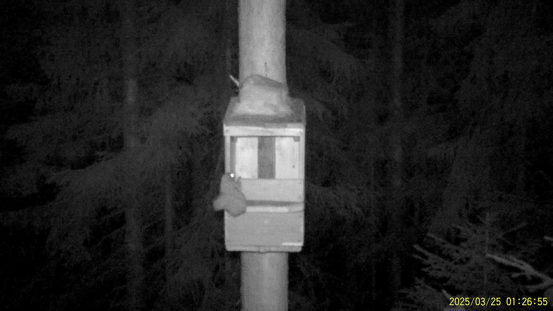 Кенгуру из Екатеринбурга переехал в Белгородский зоопарк для разведения