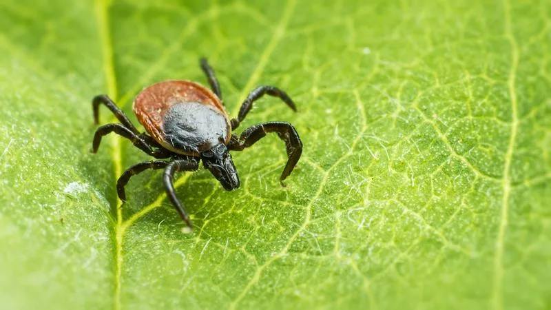 Больше 7 тыс. жителей Иркутской области пострадали от укусов клещей С начала эпидемического сезона 7086 жителей региона стали жертвами кровопийцев. Зарегистрировано 23 случая заболевания клещевым боррелиозом, 14 – энцефалитом, 3 – риккетсиозом, уточнили в Роспотребнадзоре. Если вас укусил клещ, быстрее обратитесь в медицинское учреждение для его удаления. Если нет возможности обратиться к врачу, можно снять клеща самостоятельно: 1. Наденьте одноразовые перчатки или защитите руки. 2. Используйте пинцет или марлю, захватите клеща близко к ротовому аппарату и аккуратно поверните его, чтобы извлечь. 3. Обработайте место укуса спиртом или йодом. 4. Вымойте руки с мылом. Не ждите, когда клещ отпадет сам — он может передать инфекцию. Как сохранить клеща для анализа? Поместите клеща в плотно закрывающуюся емкость с влажной ватой и храните в холодильнике +2-8°C . Если несколько человек укушены, каждый клещ должен быть в отдельной емкости с указанием фамилии. Клещей нужно доставить на анализ в течение двух суток. Иркутск сейчас