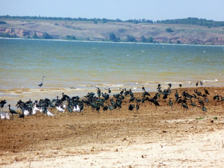 В Волгоградской области пропали гнезда редкого журавля В Волгоградской области подвели итоги мониторинга животных с начала года экологи зафиксировали 18 новых мест обитания краснокнижных особей Как рассказали Волжский ру в комитете природных ресурсов лесного хозяйства и экологии специалисты работали на территории семи природных парков и заказника Дрофиный В апреле на территории природного парка Нижнехоперский нашли места обитания гадюки Никольского и гнездования серого журавля Подробнее на Волжский ру   www volzsky ru index php wx 16 wx2 82286 ВолжскийРу волжский vlz