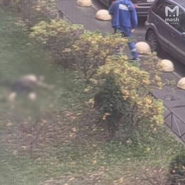 В Кудрово молодая девушка погибла вывалившись из окна в момент когда арендодатель пришёл за деньгами Трагедия разыгралась накануне на Европейском проспекте там на четвёртом этаже спокойно проживала приехавшая из Краснодарского края 21 летняя девушка Она несколько лет снимала квартиру у местного жителя но когда тот в очередной раз пришёл за оплатой заранее договорившись о встрече арендаторша сказала что занята мол только вышла из ванной и стоит с мокрой головой Молодой человек согласился подождать у двери но через какое то время понял что квартирантка перестала отвечать и на сообщения со звонками и на стук Он понял что случилось что то нехорошее услышал сирены и мигом спустился вниз там на асфальте обнаружил тело девушки Предварительно на руках погибшей обнаружили порезы
