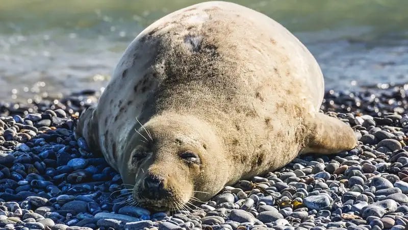 Почему тюлени массово гибнут в Каспийском море?  Массовая гибель каспийских тюленей снова встревожила общественность и привлекла внимание зоозащитников. Что стоит за стремительным сокращением их популяции, и как ученые планируют выяснить причины этого явления? Эксперт Айжан Скакова рассказала, почему каспийский тюлень является уникальным видом и какие риски угрожают его среде обитания в замкнутой экосистеме Каспийского моря.  В то же время, исполняющий обязанности главы Управления охраны рыбных ресурсов Марат Калмуратов сообщил о продолжающемся мониторинге и текущих мерах по сохранению популяции тюленей, включая создание природного резервата. Какие шаги предпринимает Казахстан для защиты экосистемы Каспия и что еще необходимо для спасения этого редкого вида? Читайте в материале Zakon.kz.