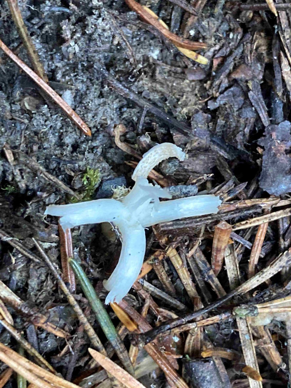 Белый коралл и белое веретено всё это народные названия рогатика вермешелевидного а по научному клаварии хрупкой Этот ещё один новый для Таганая вид грибов мы обнаружили на лесном опаде Впервые этот вид описали ещё в конце 18 века в Дании под названием клавария червеобразная Выглядит он и впрямь как личинка какой нибудь мухи Но кому то клавария показалась красивой потому что иногда её называют пальцы феи Кстати гриб считается съедобным но из за небольшого размера и безвкусицы популярностью у грибников не пользуется таганай грибы осень