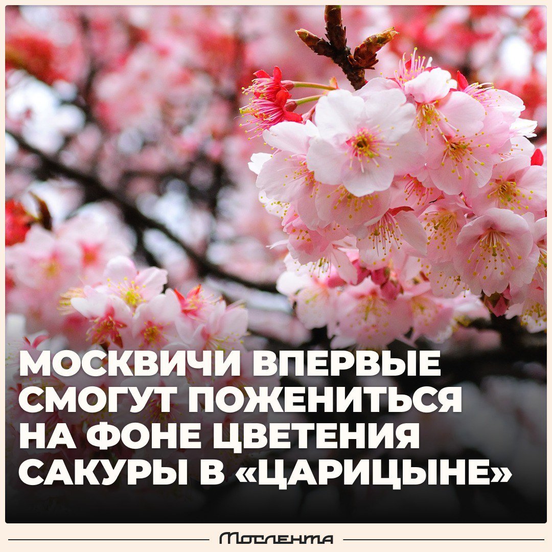 Московские ЗАГСы впервые открыли прием заявлений на регистрацию в цветущей сакуре.   Всего пять пар-счастливчиков смогут пожениться во время цветения сакуры в Бирюлевском дендропарке в «Царицыно»