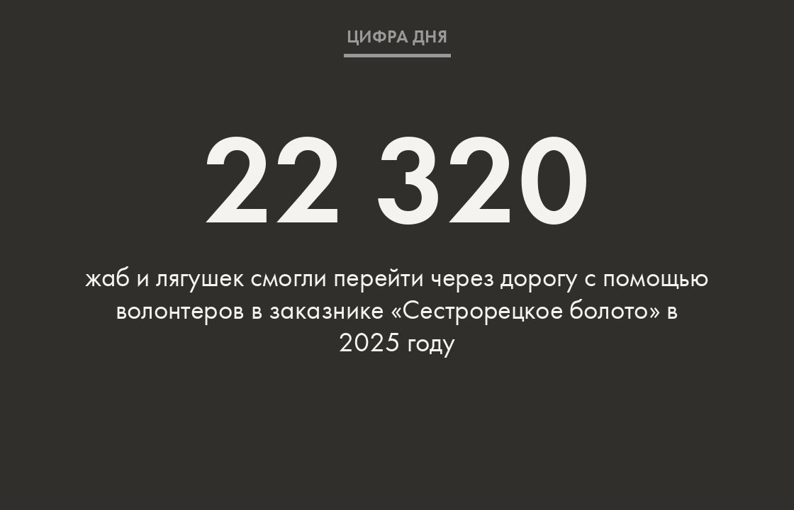 Волонтеры перенесли через дорогу 18 712 жаб и 3608 лягушек во время сезонной миграции земноводных. Об этом сообщил комитет по природопользованию, охране окружающей среды и обеспечению экологической безопасности Санкт-Петербурга. «От всей души благодарим всех волонтеров и местных жителей, кто протянул руку помощи и помог тысячам животных достичь своего места размножения, избежав трагедий на дорогах!» — говорится в сообщении. Специалисты и волонтеры занимались спасением амфибий почти месяц. О том, как это было, — в большом репортаже «Без серой жабы в космос мы не полетим».