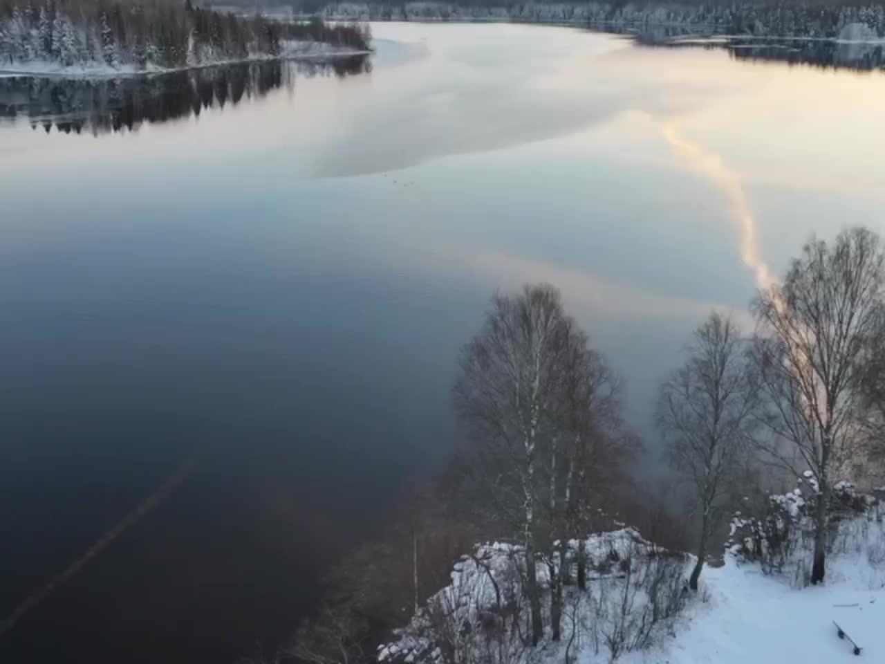 Лебеди-кликуны взлетают с Вонозера в Ленобласти