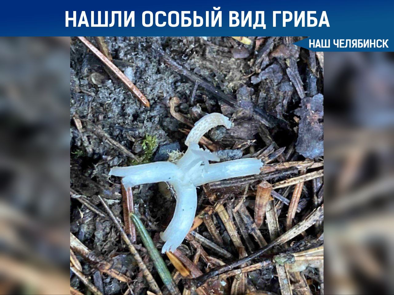 Редкий гриб на Таганае В лесах нацпарка учёные обнаружили необычный гриб рогатик вермишелевидный Его называют белый коралл веретено или пальцы феи из за необычной формы Хотя он и съедобен его часто обходят стороной из за отсутствия вкуса и хрупкой структуры но экстракты из него могут обладать противоопухолевыми свойствами Наш Челябинск только самое важное про город Подпишись