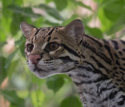 Amazon представила квантовый чип Ocelot с «кошачьими кубитами»  Amazon Web Services представила Ocelot — масштабируемый квантовый чип, который снижает затраты на коррекцию ошибок до 90 % по сравнению с традиционными методами. Новая архитектура позволит ускорить разработку квантовых компьютеров и уменьшить их стоимость.  Читать далее