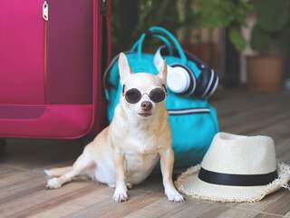 Отдых с хвостами: в России появились первые сертифицированные отели Pet-friendly    На «Интурмаркете» Роскачество выдало первые сертификаты Pet-friendly – теперь путешествовать с питомцами станет проще. Эти отели официально подтверждают, что готовы предоставить комфортные условия для гостей с животными.      Что даёт сертификат?     Разрешение на размещение с питомцами без скрытых условий     Специальные зоны для выгула и отдыха     Обученный персонал, который знает, как общаться с животными     Безопасная инфраструктура для комфортного пребывания      Кто прошёл проверку?     «Ямская слобода»  Тверская область      «Хорсека Резорт»  МО      «Вега Измайлово»  Москва      Шесть объектов в Тульской области    Теперь искать отели, где рады и вам, и вашему питомцу, будет гораздо проще – специальный знак Pet-friendly станет ориентиром для туристов.