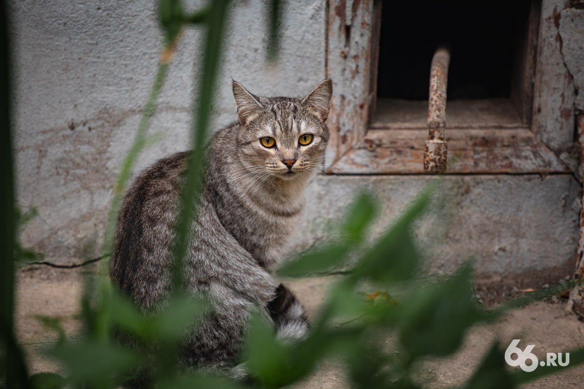 Приют для кошек «Лехин дом» закрыли после смерти основательницы, рассказали  .RU в организации  Ольга Ермолаева скончалась 17 марта. Под опекой волонтеров остались 18 котов, всех отправят в пермский приют «Матроскин». Пять из них уже перевезли в соседнюю область. Сейчас животные находятся на передержке в «Котокафе Котовский».  Сборы для поддержки приюта пока не начались. Волонтеры ждут счета от ветеринарных клиник, после этого они откроют реквизиты для финансовой помощи.    Новости из Екатеринбурга