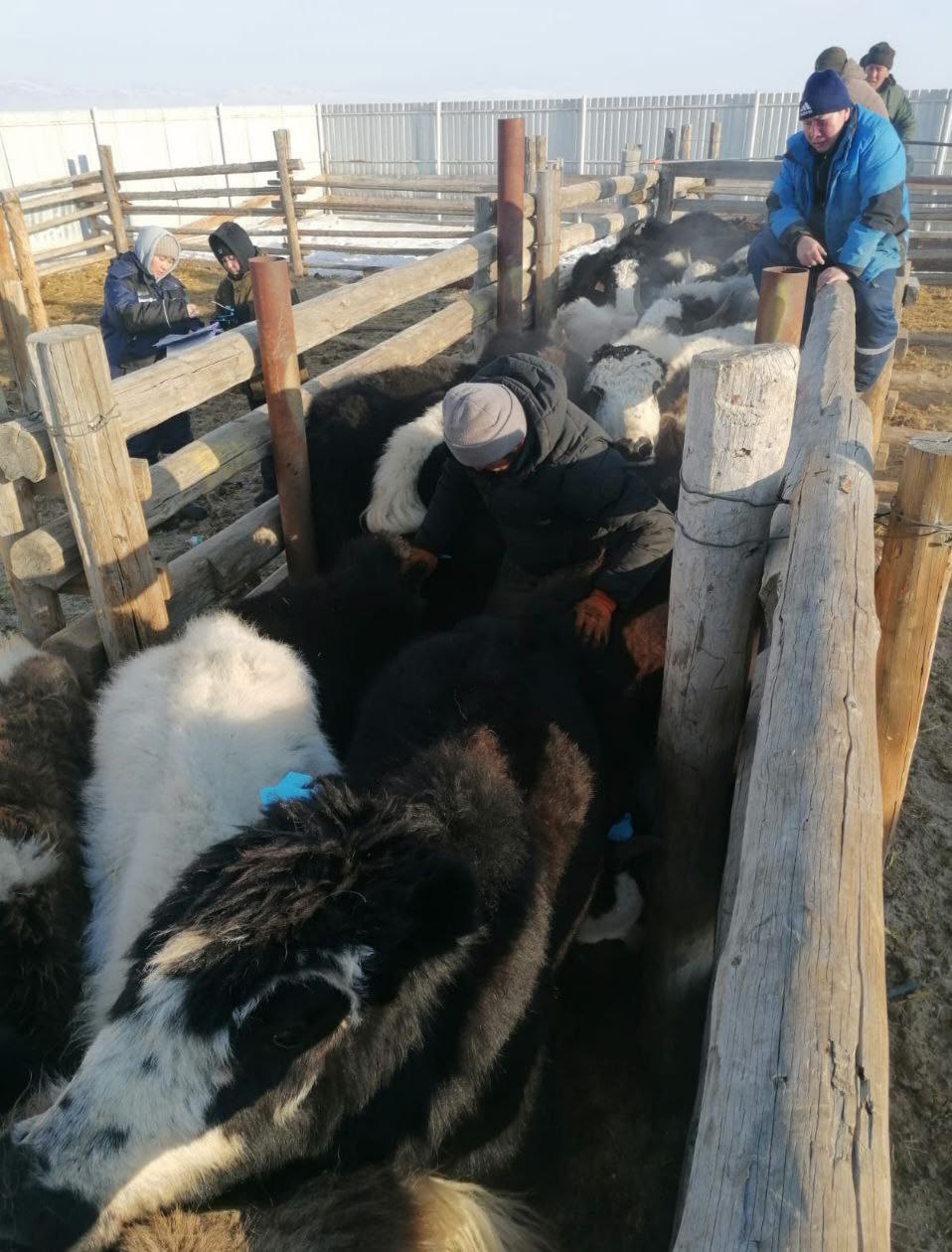 Меры по предупреждению распространения пастереллеза обсуждали на заседании регионального правительства В связи со вспышкой заболевания в республике организованы восемь контрольно пропускных пунктов препятствующих вывозу животных МВД организовало круглосуточное дежурство на КПП В регионе вакцинировано более 135 тысяч особей крупного рогатого скота и 197 тысяч мелкого рогатого скота Это более 50 всего поголовья В Онгудайском районе вакцинация практически завершена и составляет 98 по КРС и 95 по МРС Всего выявлено 40 очагов заболевания Болезнь поразила более 1 5 тысячи животных Во всех очагах проводятся карантинные мероприятия изъятие и уничтожение больных животных Ветеринары проводят поголовный осмотр Владельцам у которых изъяли животных положена компенсация Средства на возмещение ущерба выделены из резервного фонда первые компенсации уже выплачены Выплаты получают и получат только те собственники у которых скот находится на стойловом содержании За безнадзорный скот платить не будут Проблему с бродячим скотом который может переносить и распространять пастереллез на местах властям поручено взять под особый контроль Фото администрация Кош Агачского района