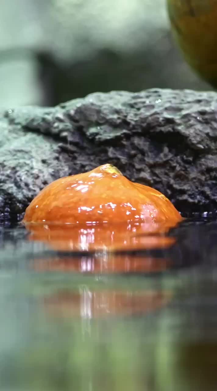 Капибары и выдры Москвариума наслаждаются тыквенным угощением