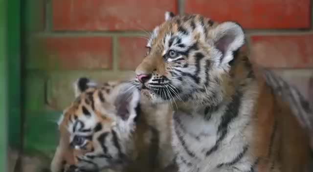 В Московском зоопарке появились на свет два амурских тигренка