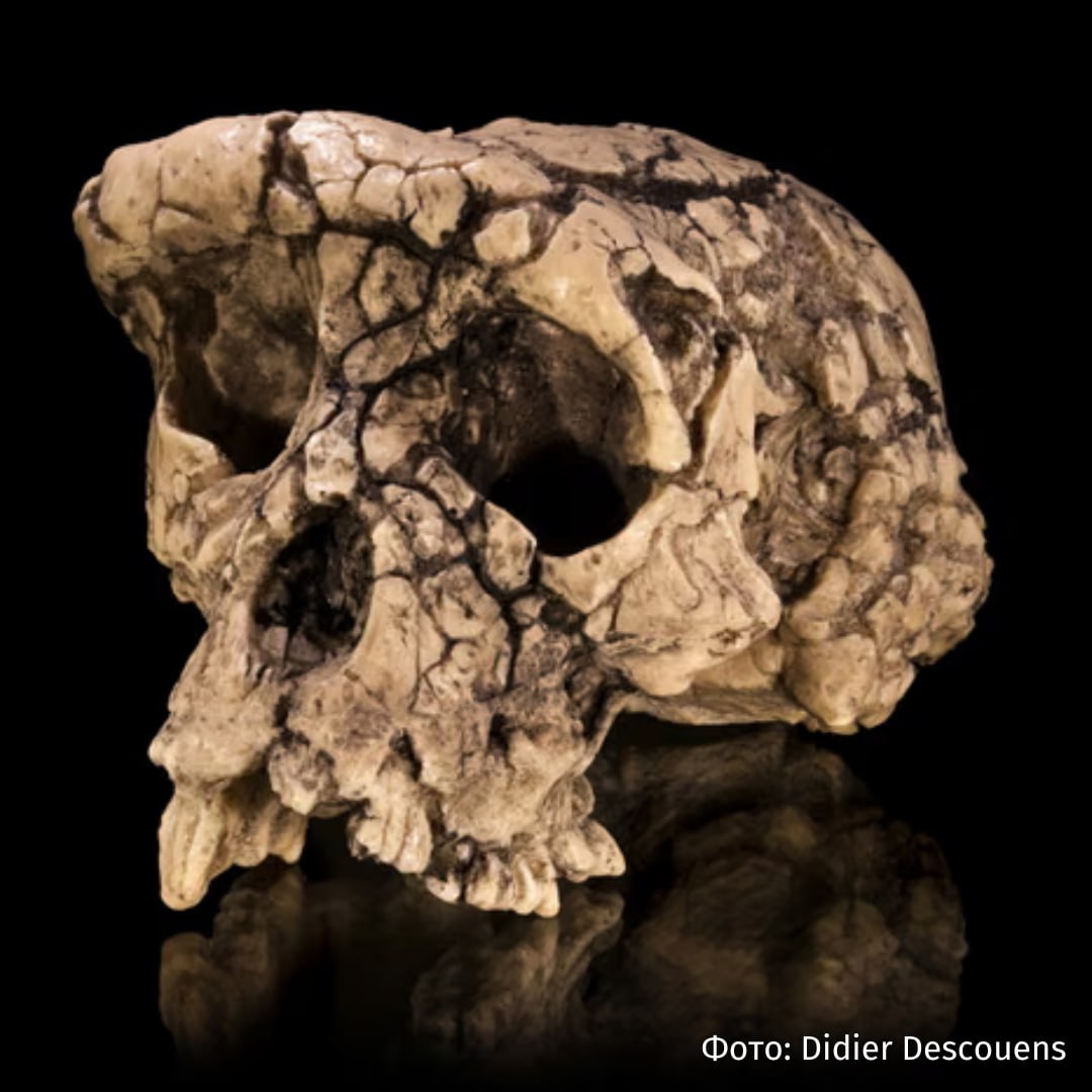 Самый ранний предок человека мог обитать в Африке 7 млн лет назад к такому выводу пришли ученые после нового анализа костей вида Sahelanthropus tchadensis Судя по обнаруженным нами признакам это была двуногая обезьяна наиболее похожая на шимпанзе или бонобо цитирует The Guardian доктора Скотта Уильямса доцента Нью Йоркского университета и ведущего автора исследования Уильямс и его коллеги повторно изучили кости бедра и предплечья с помощью новых методов сравнив их размер пропорции и трехмерные контуры с костями известных гоминидов и человекообразных обезьян Анализ выявил отличительные черты прямохождения естественный изгиб бедренной кости который помогает ноге двигаться вперед и ягодичные мышцы которые обеспечивают устойчивость бедер и помогают при стоянии ходьбе и беге По мнению Уильямса имеющиеся данные указывают на обезьяноподобное животное которое жило примерно во времена эволюционного разделения между людьми и шимпанзе и ходило по земле вертикально Ученые отмечают что к окончательному выводу можно будет прийти после изучения дополнительных окаменелостей которые они надеются найти после возвращения на место раскопок в этом году РЕН ТВ в Telegram в MAX